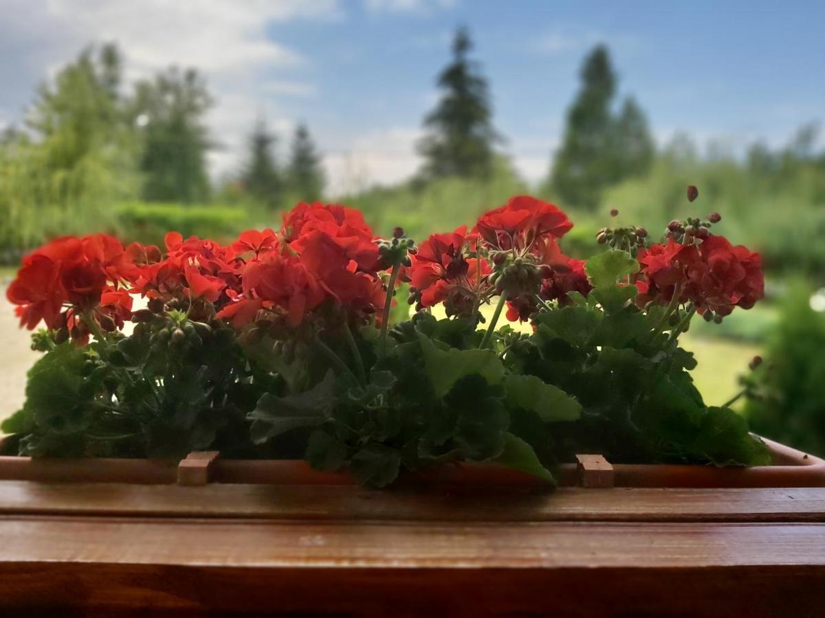 Pensiunea Maya Sîmbăta de Sus Esterno foto